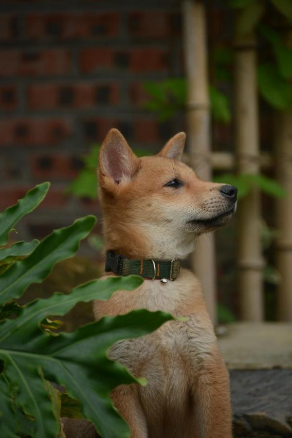 Deja Vu Sapa Homestay 외부 사진